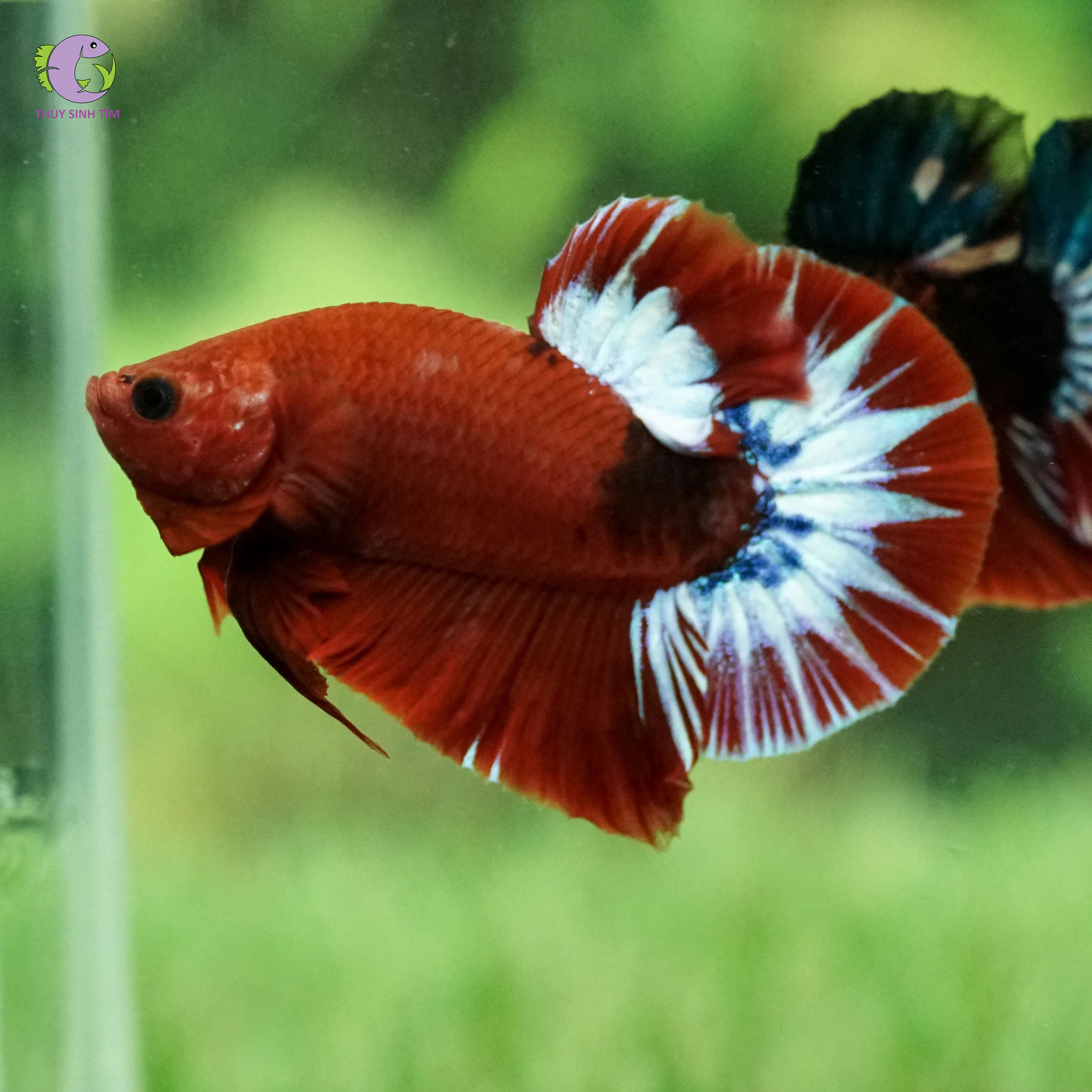 Cá Betta Red Fancy-1