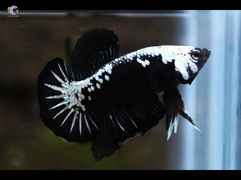Cá Betta Samurai-2