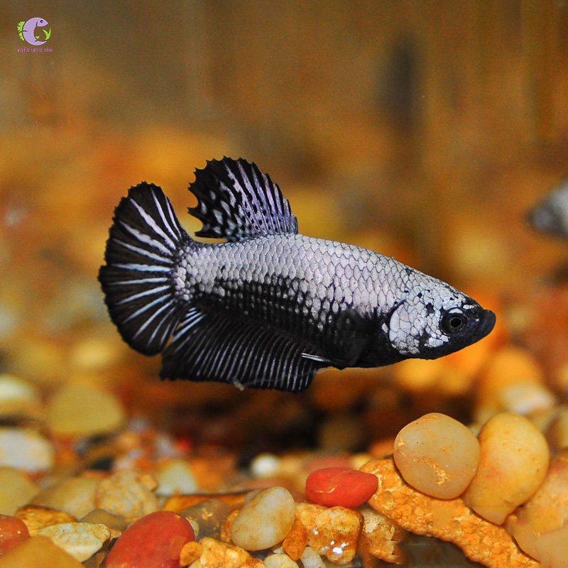Cá Betta Samurai-1