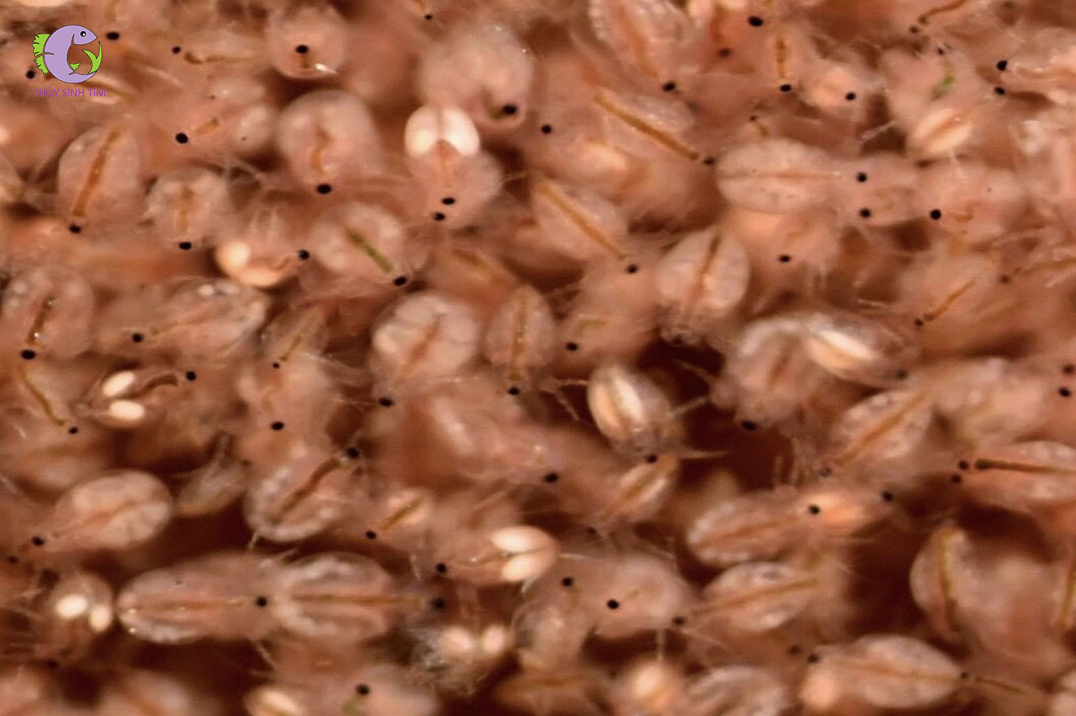 Bo Bo Đông Lạnh-2