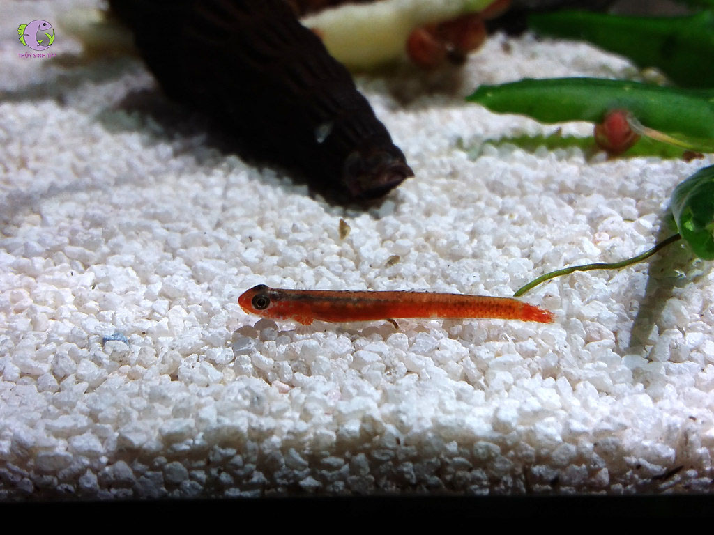 Cá Bống Birdsong-2