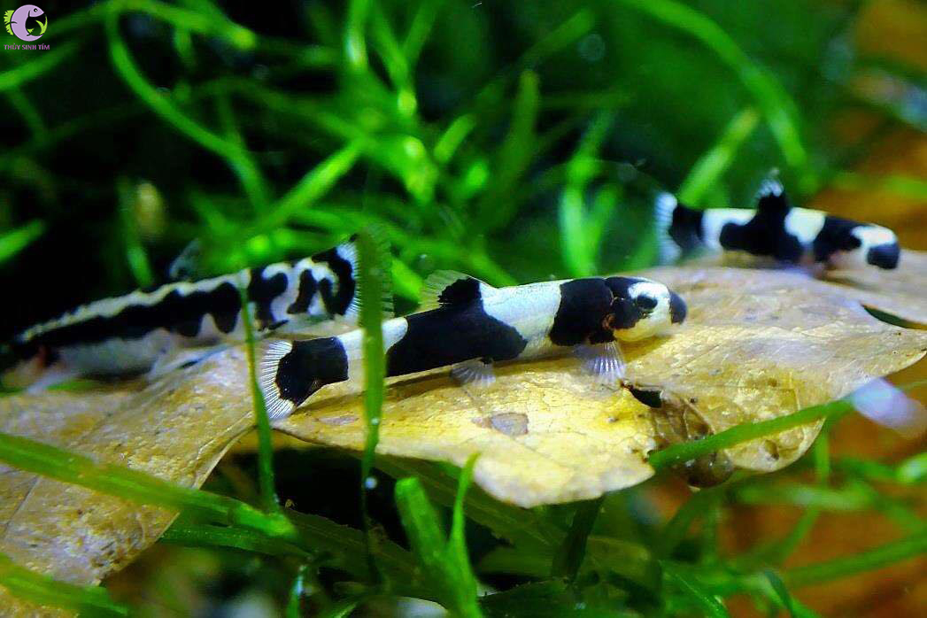 Cá Bống Panda - 1