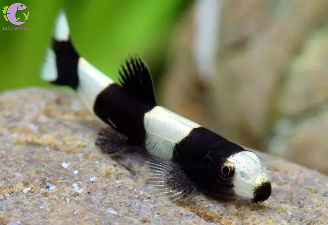 Cá Bống Panda - 2