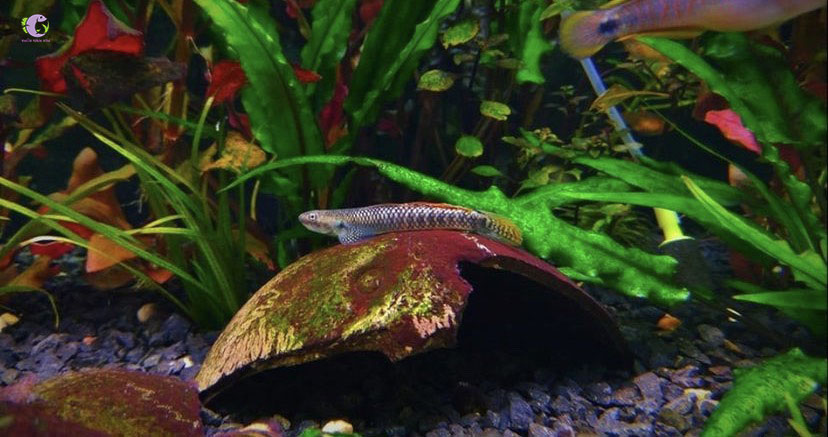 Cá Bống Rồng Cầu Vồng-2