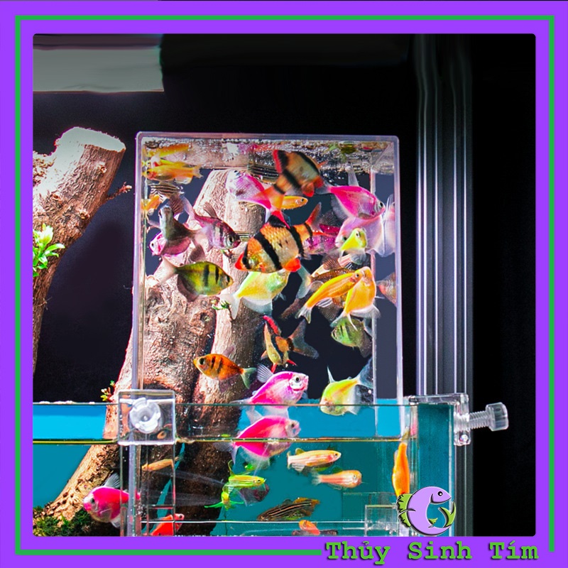 Box Acrylic Úp Ngược - 1