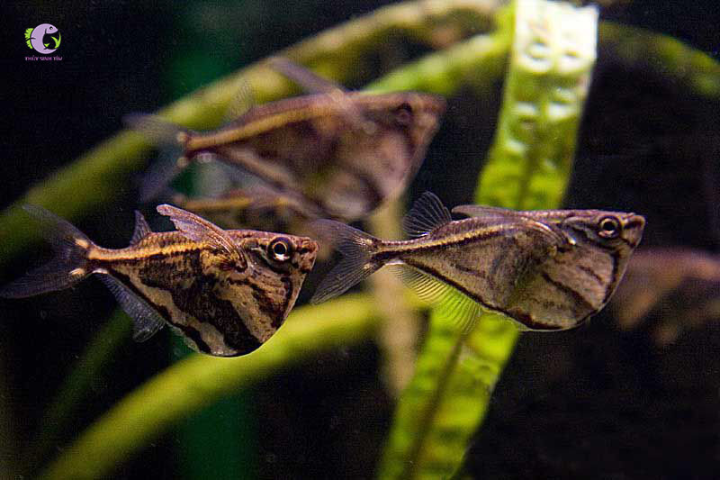 Cá Búa Rìu Cẩm Thạch-1