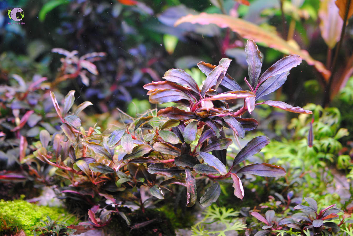 Bucep Brownie Ghost Cấy Mô-1