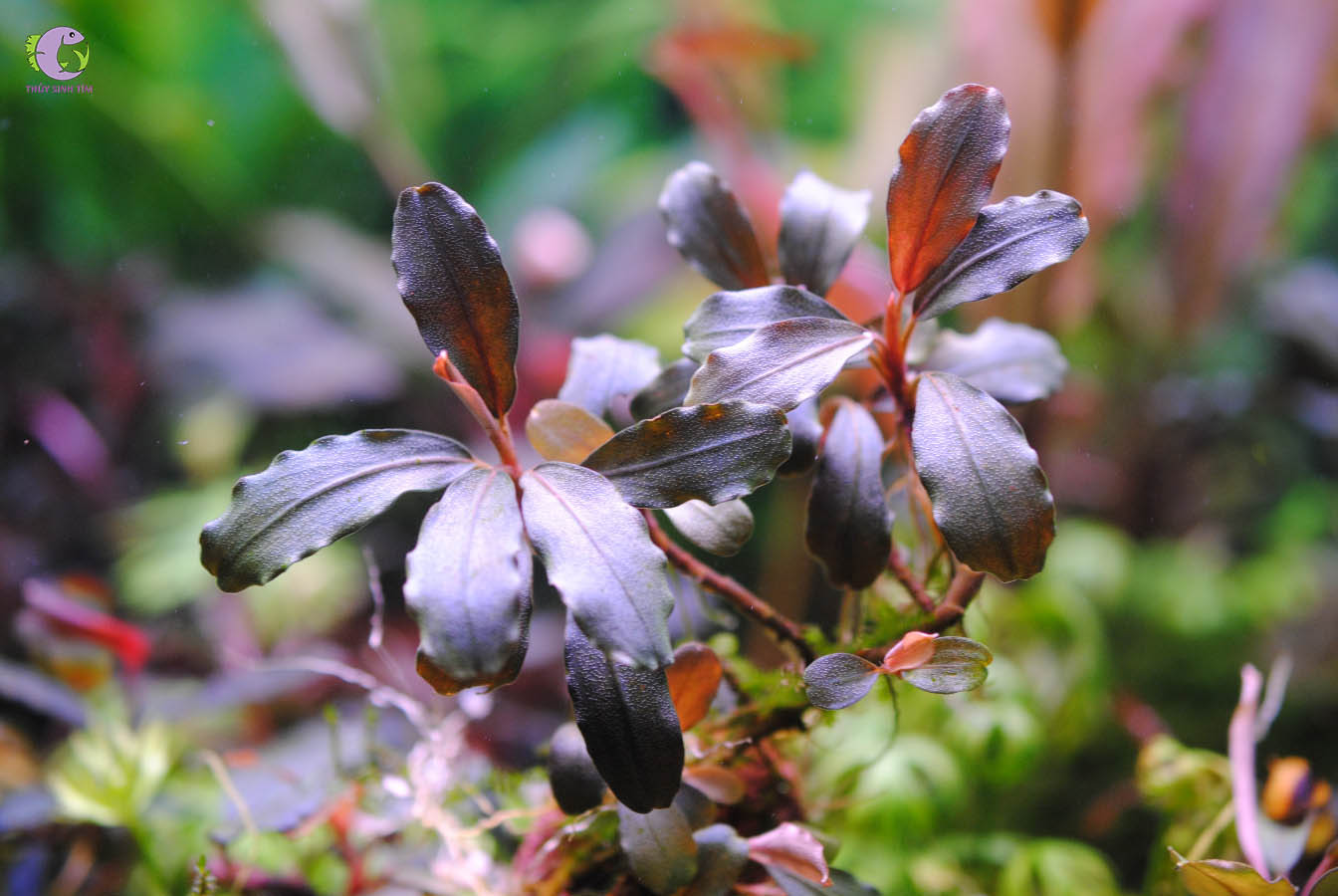 Bucep Brownie Ghost Cấy Mô-2