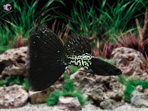 Cá Bảy Màu Black Metal-1