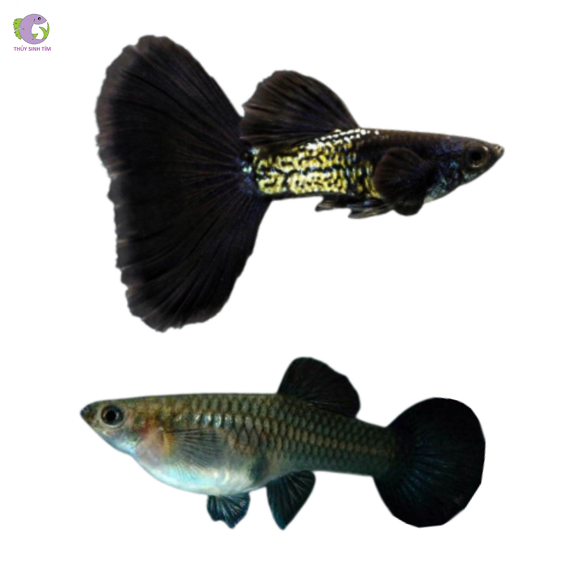 Cá Bảy Màu Black Metal-2