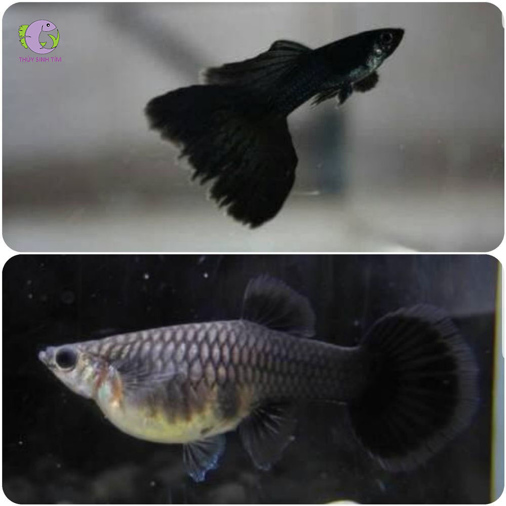 Cá 7 màu Full Black-2