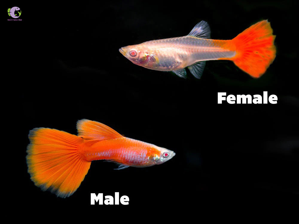 Cá Bảy Màu Full Red-1