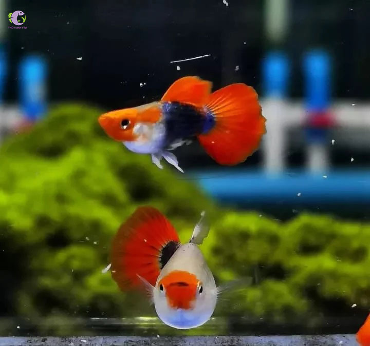 Cá 7 Màu Koi Đen Short-1