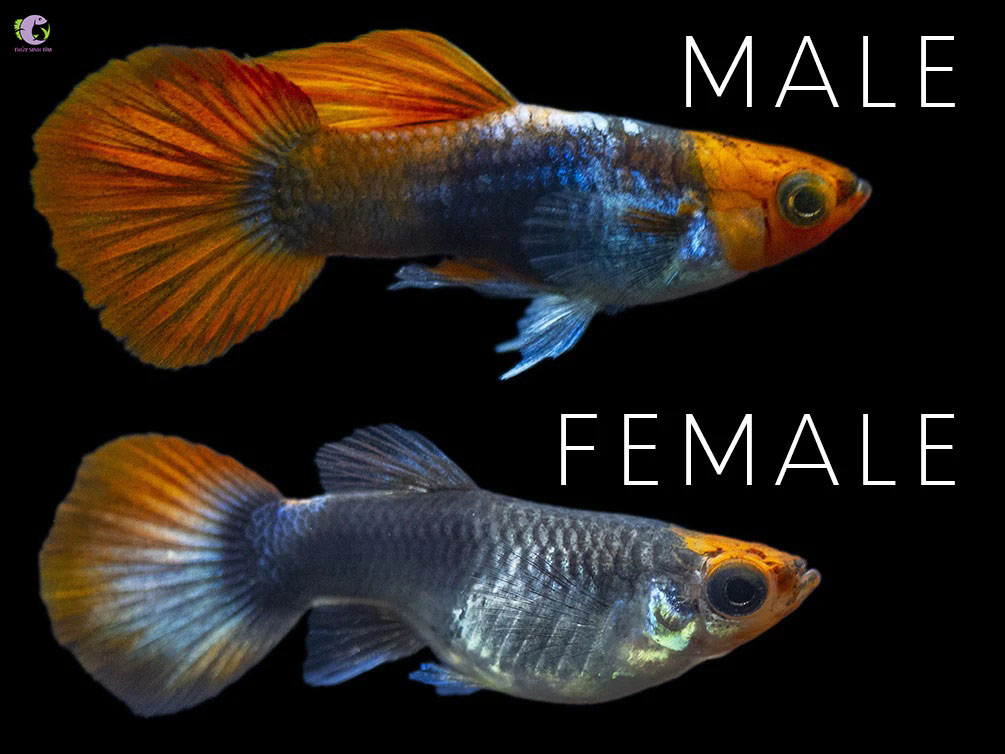 Cá 7 Màu Koi Đen Short-2