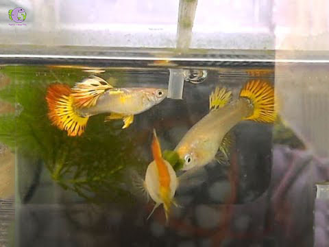 Cá 7 màu Phoenix-2