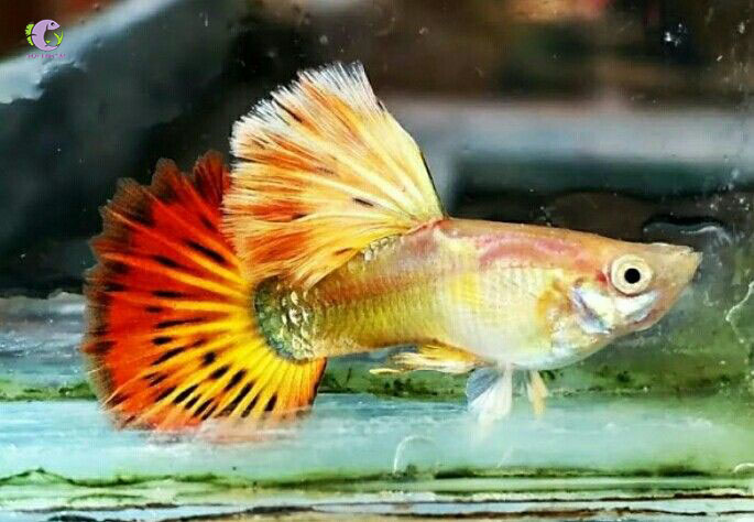 Cá 7 màu Phoenix-1