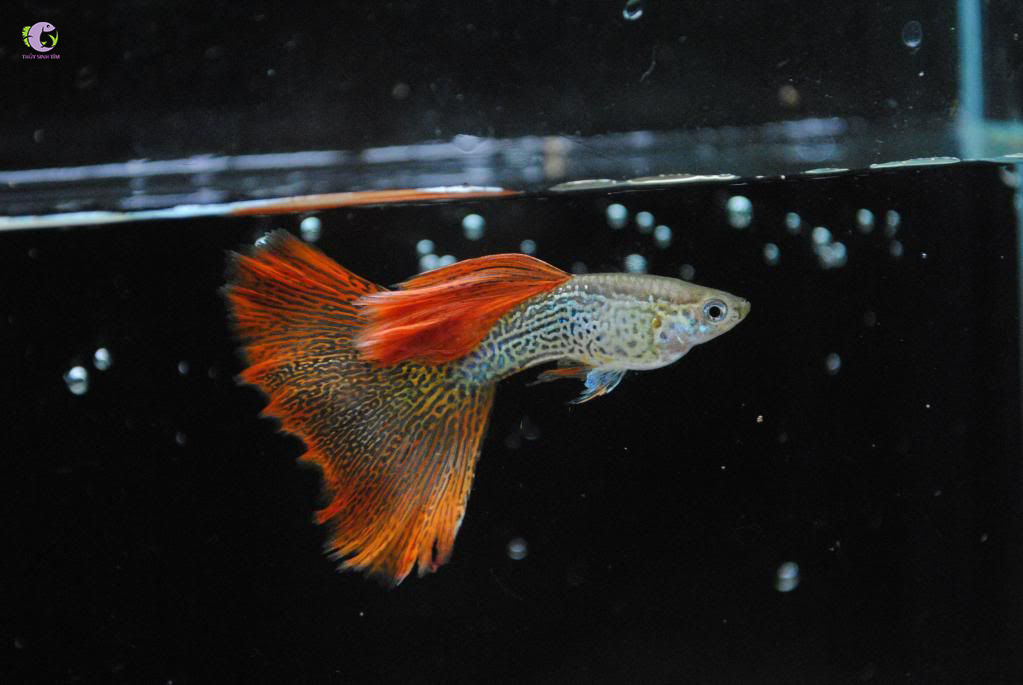 Cá 7 Màu Red-Lace-2