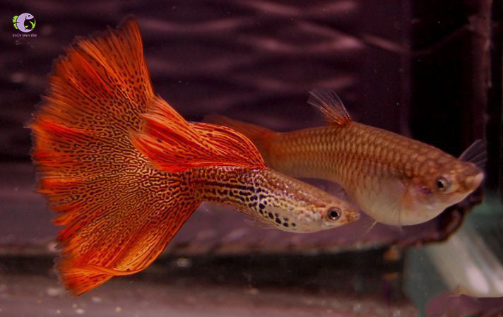 Cá 7 Màu Red-Lace-1