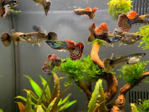 Cá Bảy Màu Rồng Đỏ-2