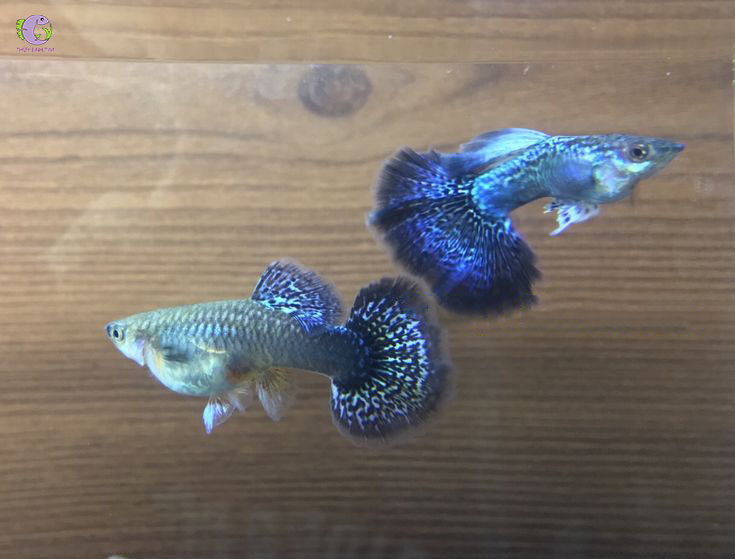 Cá Bảy Màu Rồng Xanh-1