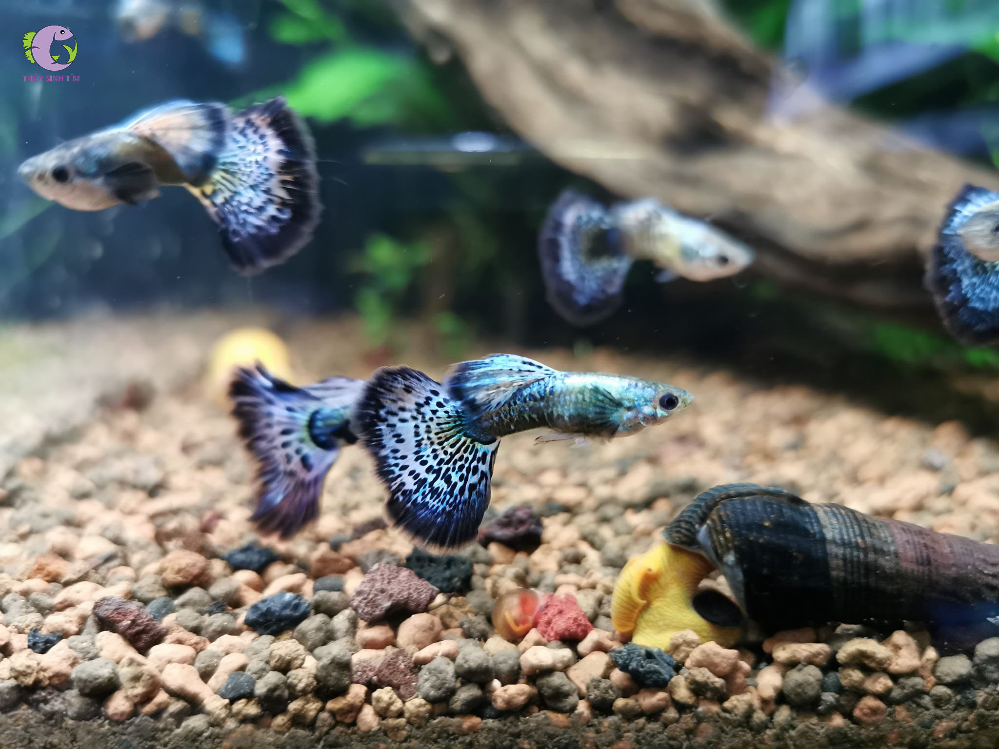 Cá Bảy Màu Rồng Xanh-2