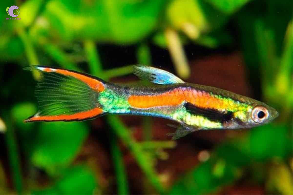 Cá Bảy Màu Rừng Endler-2