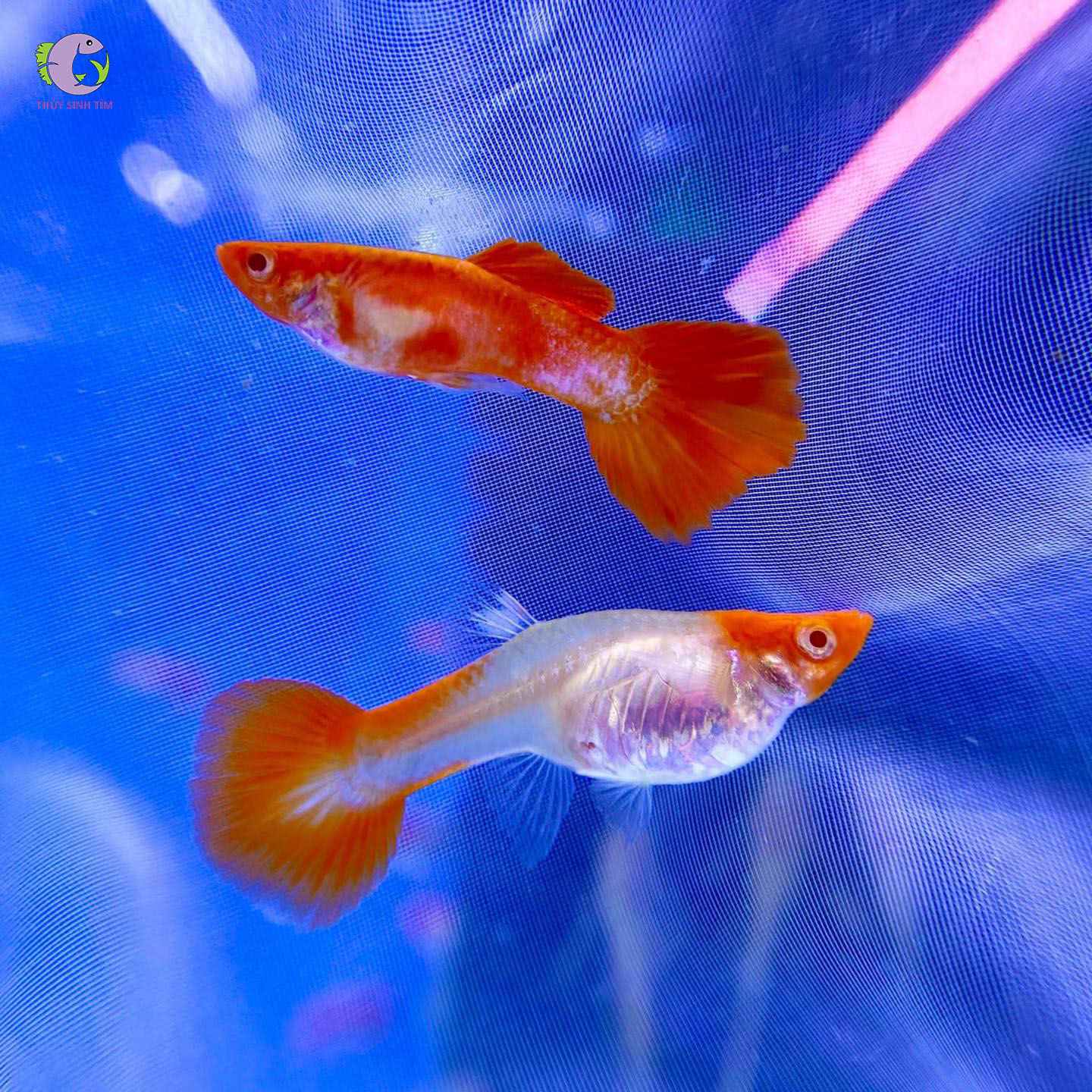 Cá Bảy Màu Koi Đỏ-1