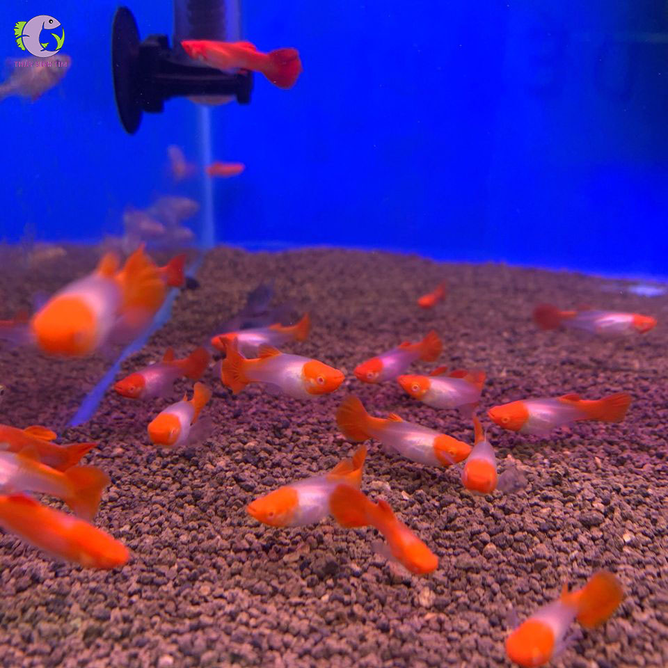 Cá Bảy Màu Koi Đỏ-2