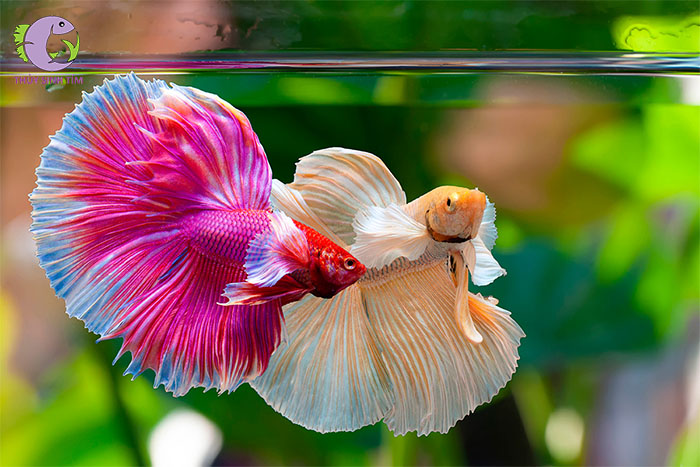 cá betta dumbo-2