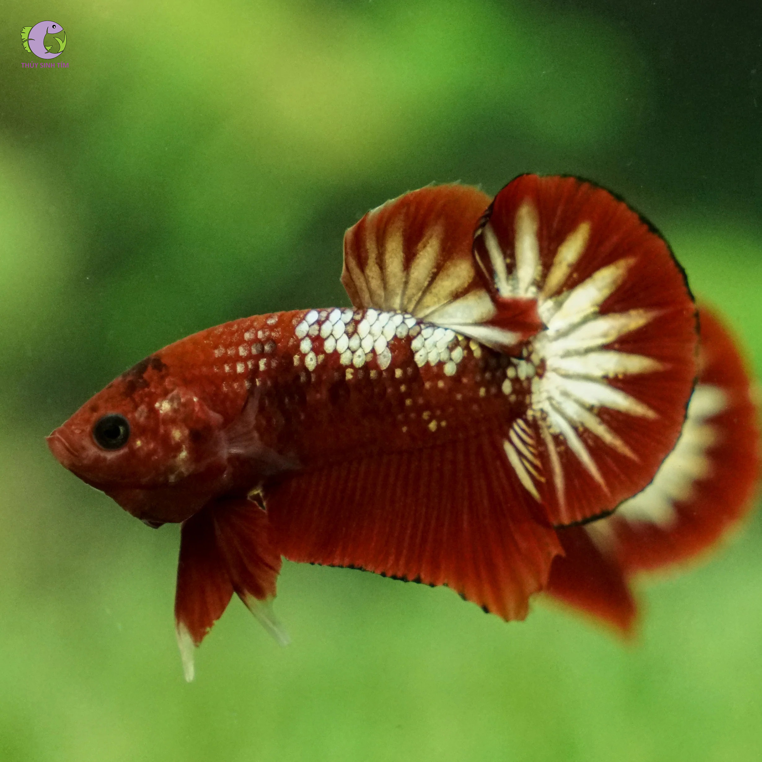 Cá Betta Fancy Copper-1