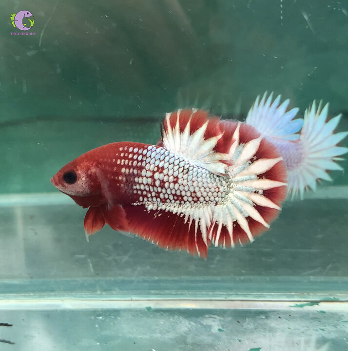 Cá Betta Fancy Copper-2