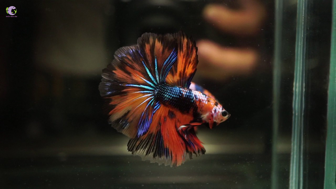 Cá Betta Halfmoon Nemo-1