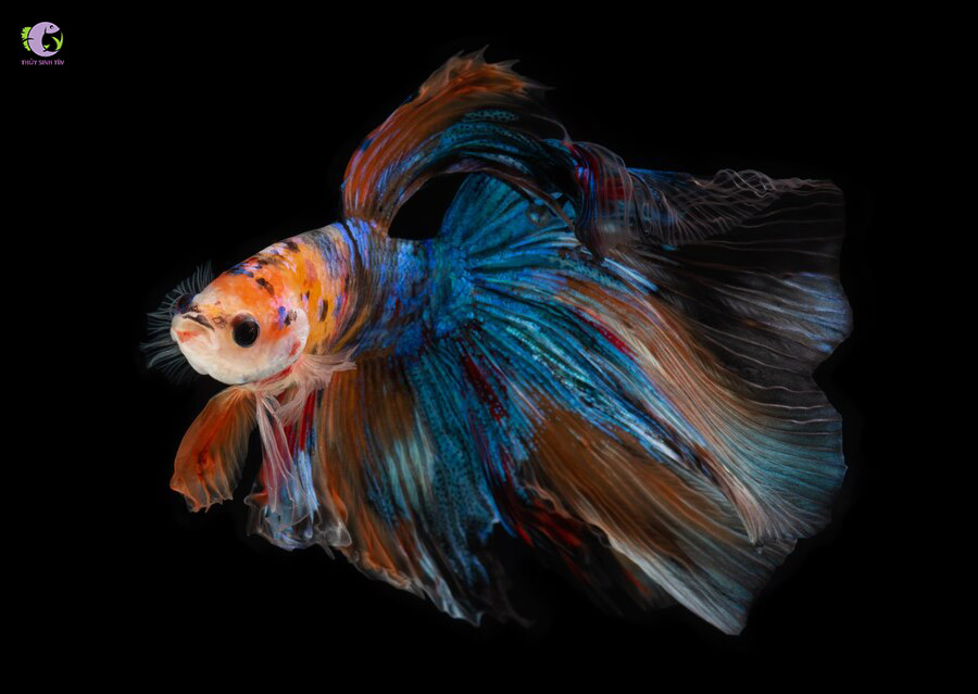 Cá Betta Halfmoon Nemo-2