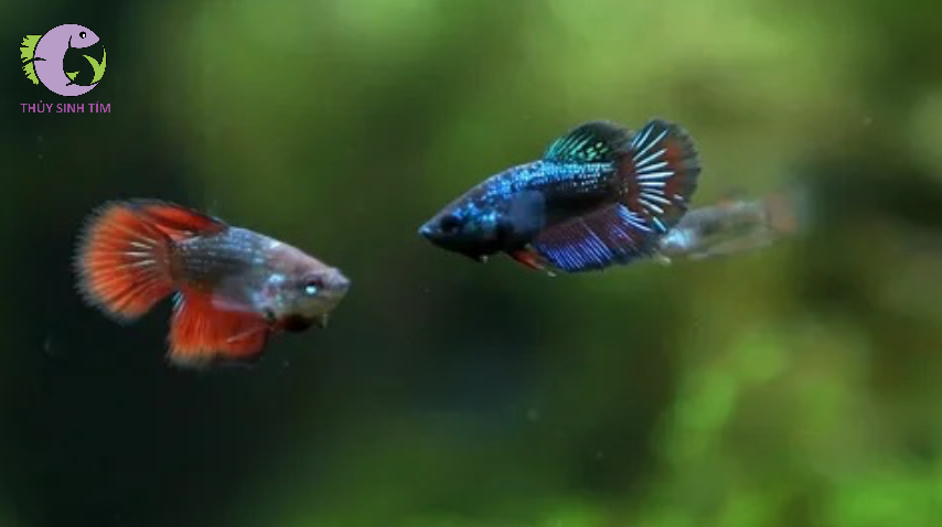 ca betta mai 2
