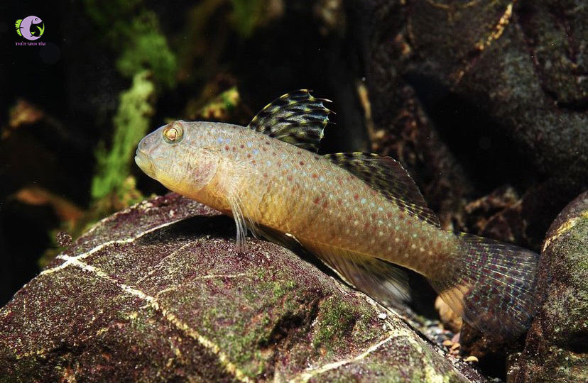 Cá Bống Exyrias-1