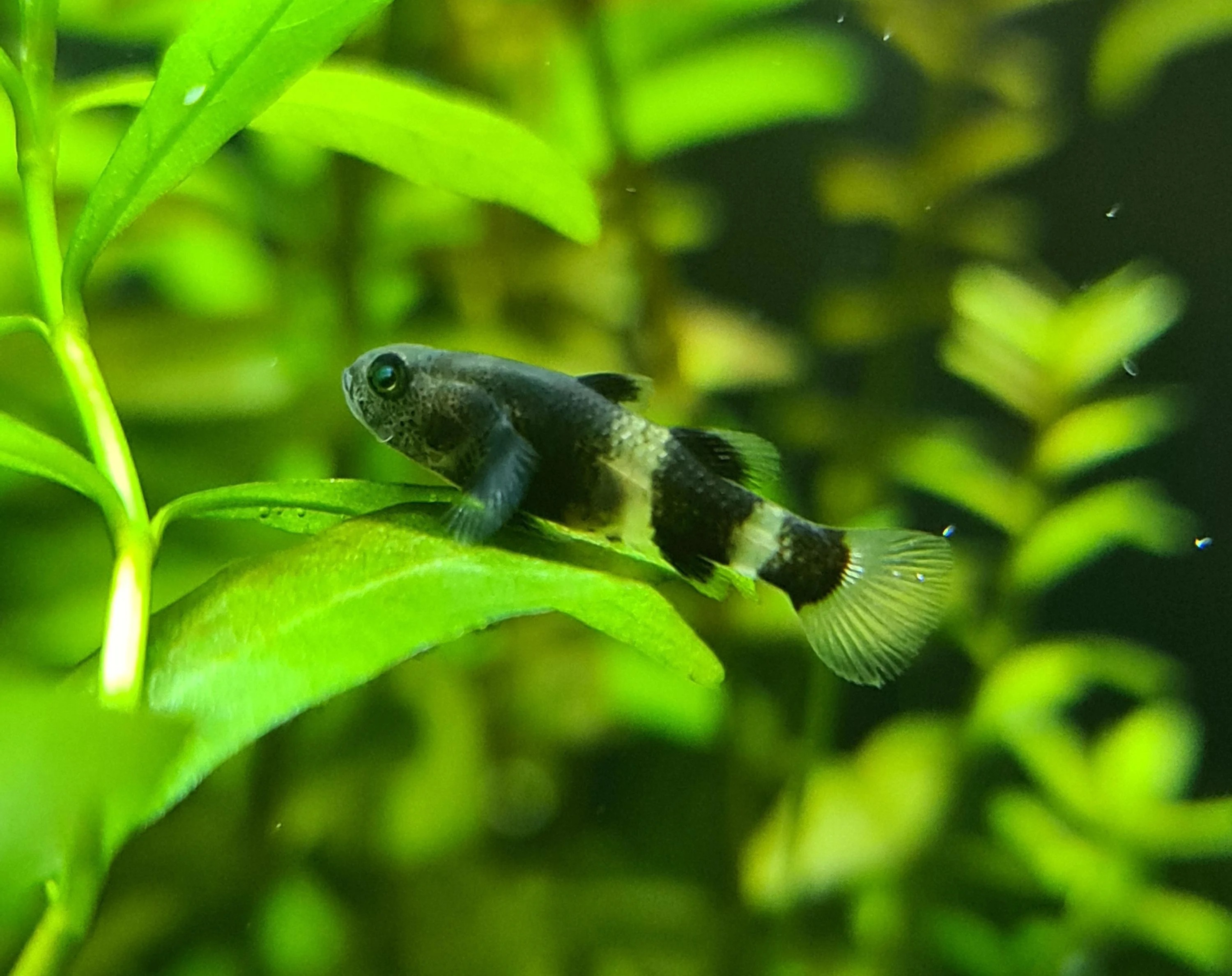 Cá Bống Mắt Tre-2