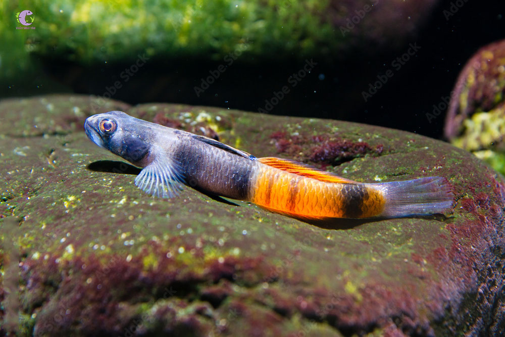 Cá Bống Red Belted-1