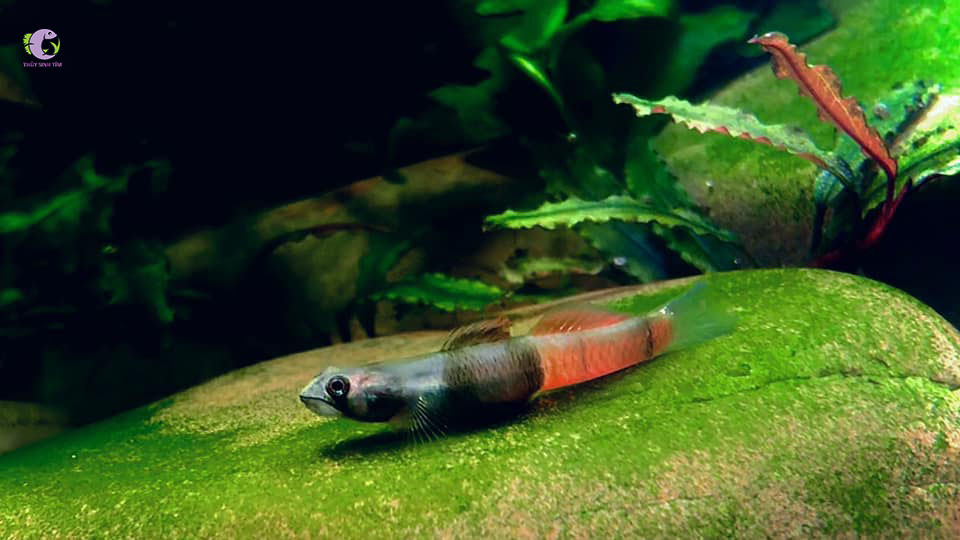 Cá Bống Red Belted-2