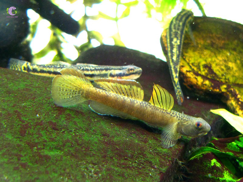 Cá Bống Rồng Vây Cam-1