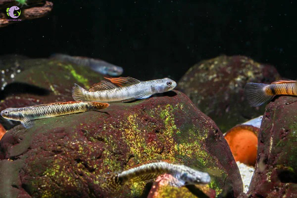 Cá Bống Rồng Vây Cam-2