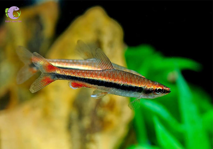 cá bút chì đỏ-2