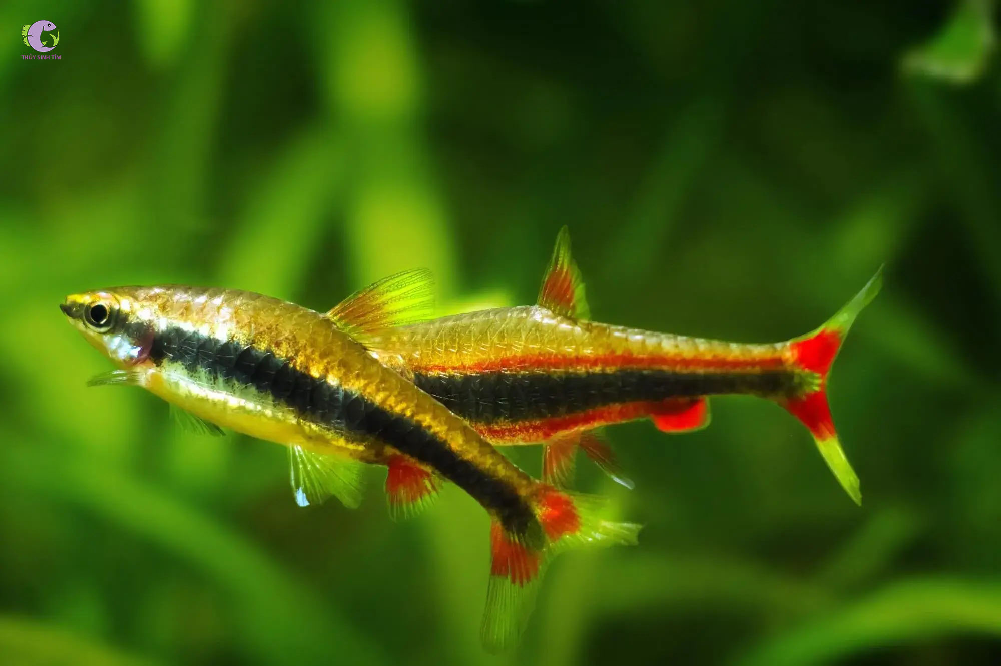 Cá Bút Chì Vàng-2