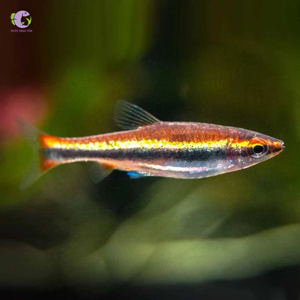 Cá Bút Chì Vàng-1