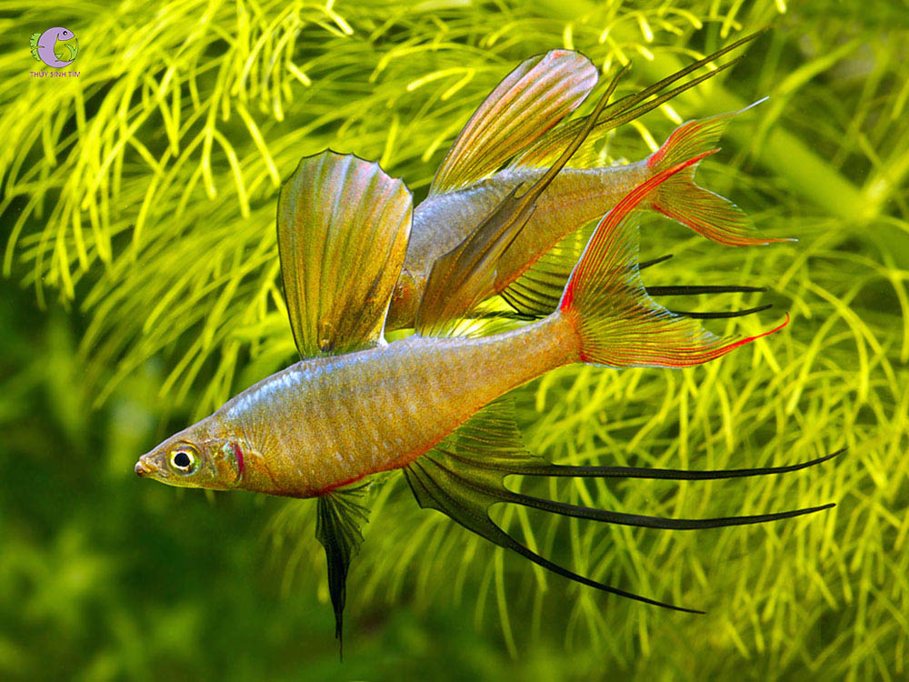 Cá Cầu Vồng Vây Dài-1