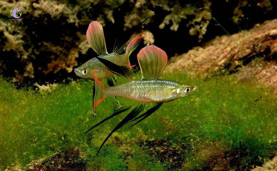 Cá Cầu Vồng Vây Dài-2