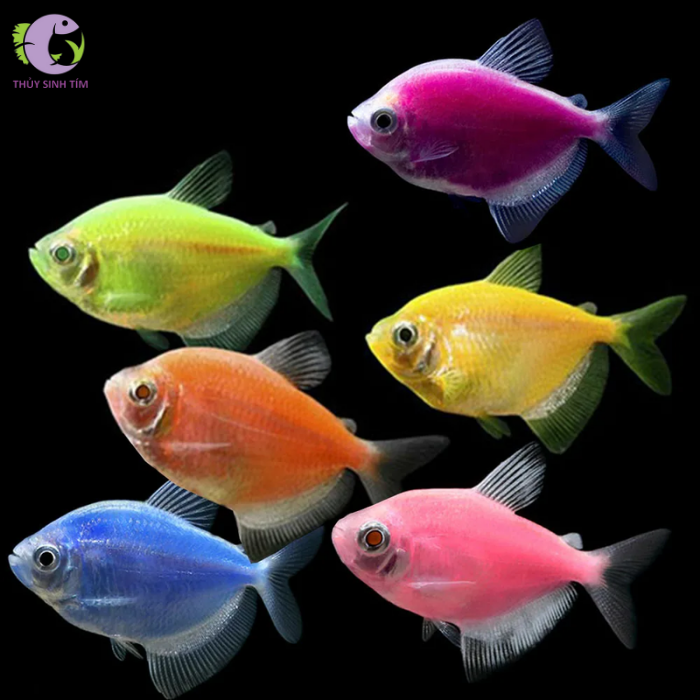 ca-canh-buom-da-quang-canh-tien-01