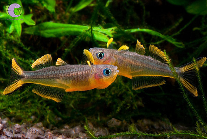 cá Cầu Vồng Goldie Kafiamke-2