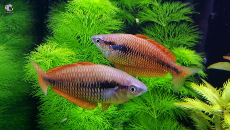 Cá Cầu Vồng Kurumoi-1