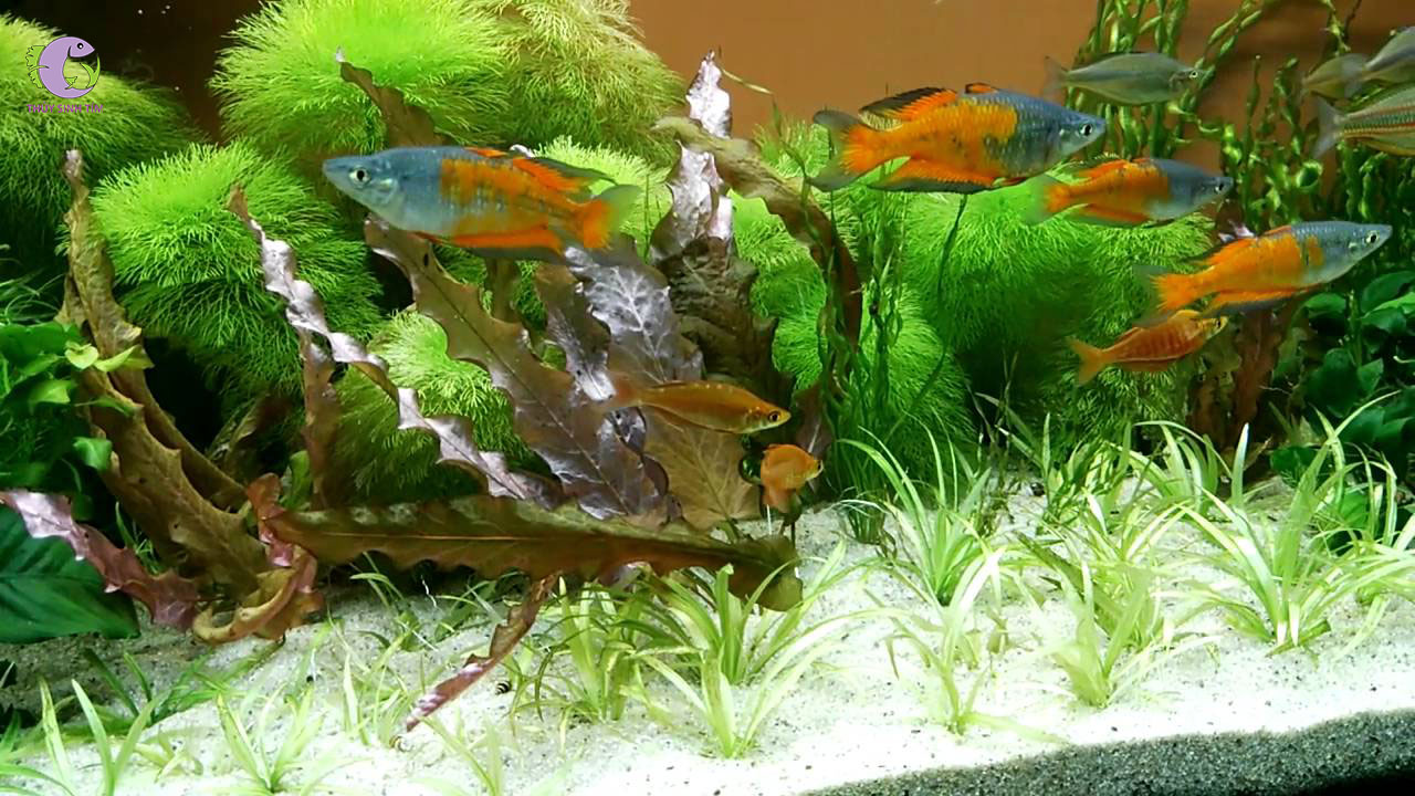 Cá Cầu Vồng Parkinsoni-2