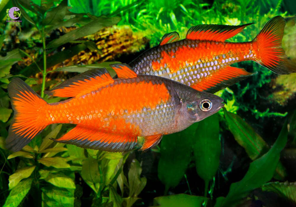 Cá Cầu Vồng Parkinsoni-1